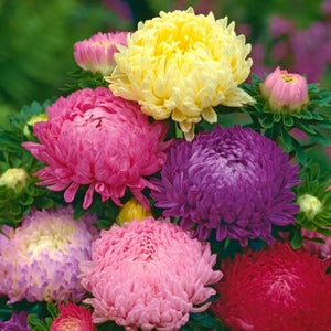 Asters Mix