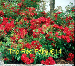12 Fairy Mix Ground Cover Bundle