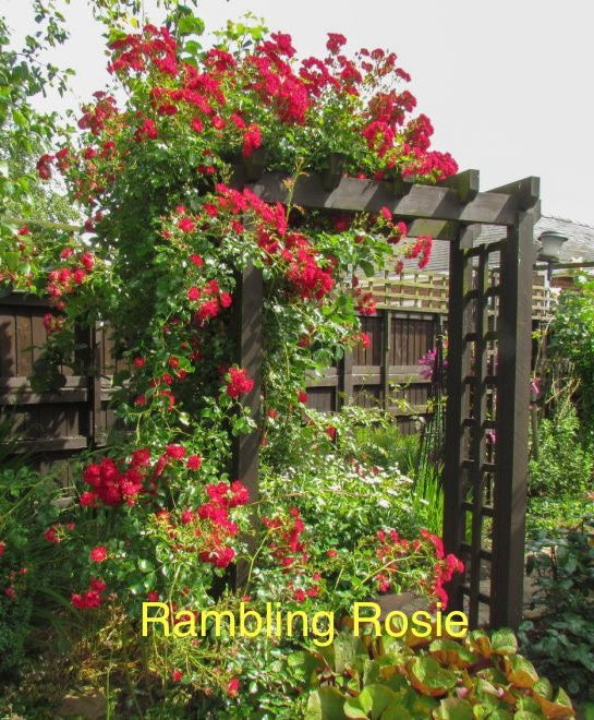 Rambling Rosie