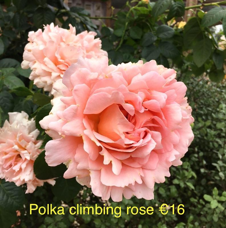 4 Climbing Rose Bundle