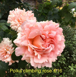 4 Climbing Rose Bundle
