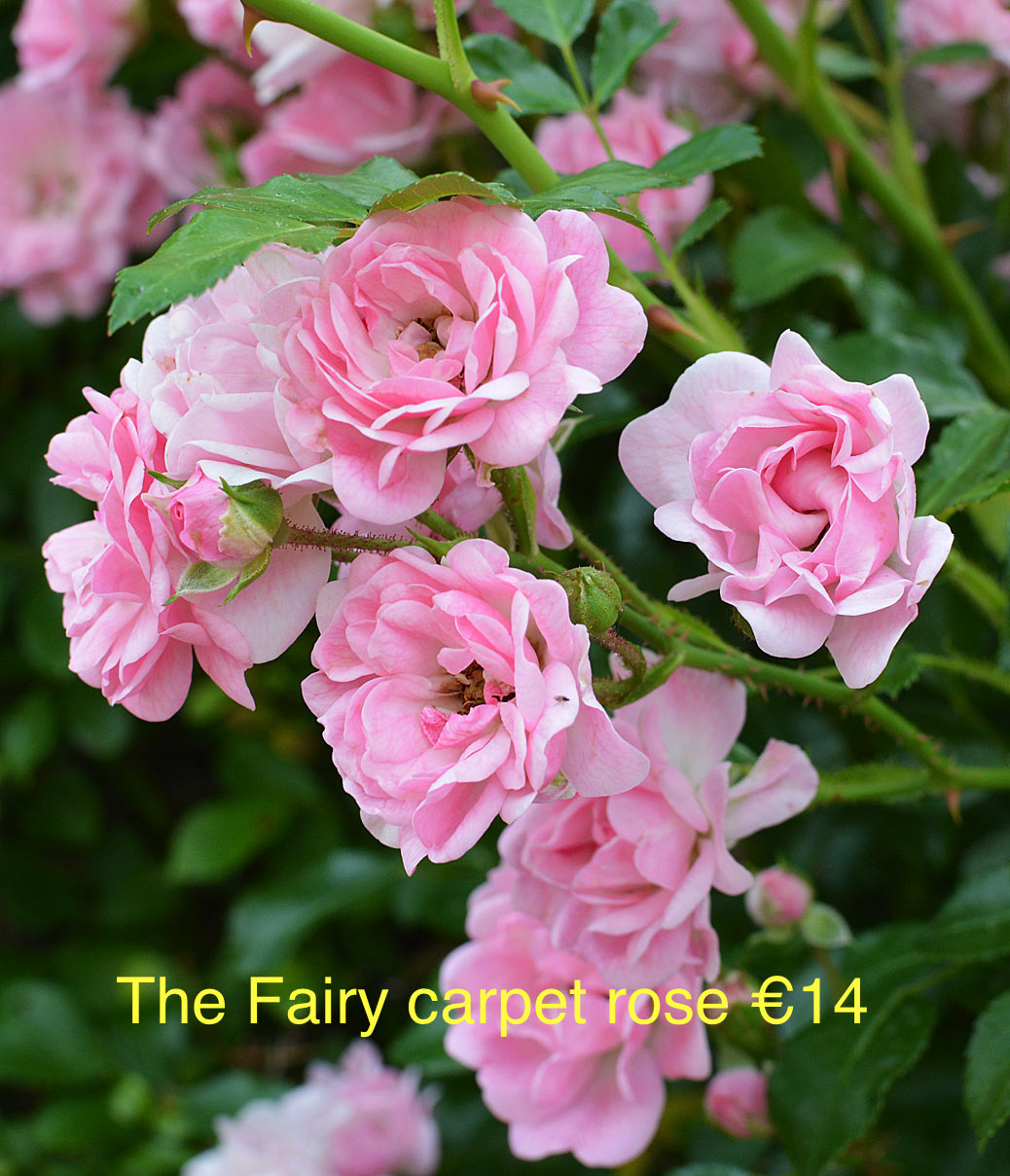 12 Fairy Mix Ground Cover Bundle