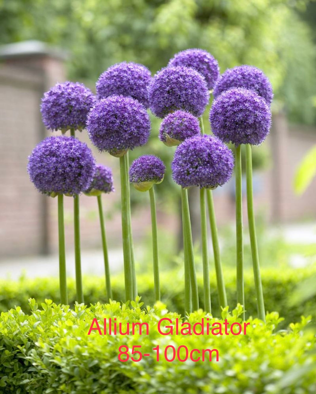 Pre-order Allium Gladiator 100 Bulbs -delivery November 2024