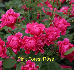 Pink Forest Rose, bare root