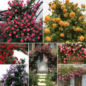 8 Climbing Roses Special Offer bundle