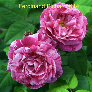 4 Flowering Roses Special Offer bundle