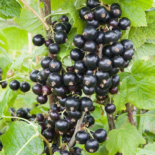 Blackcurrant Plants