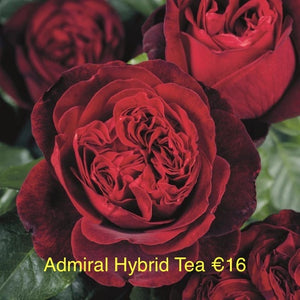 Admiral Hybrid Tea Rose