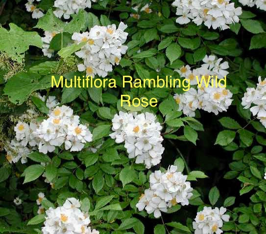 Multiflora Rambling Wild Rose, bare root