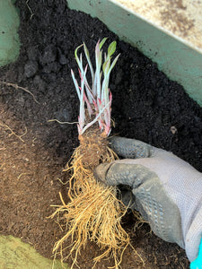 Echinacea 'Cheyenne Spirit' 5 Root Plants!