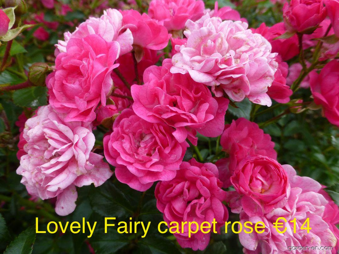 Lovely Fairy Carpet Rose