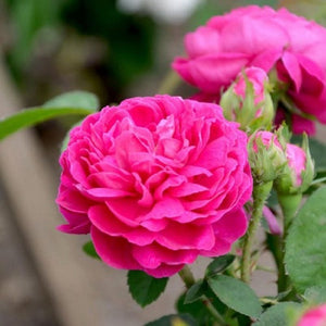 Rose de Rescht - bare root rose, pre-order