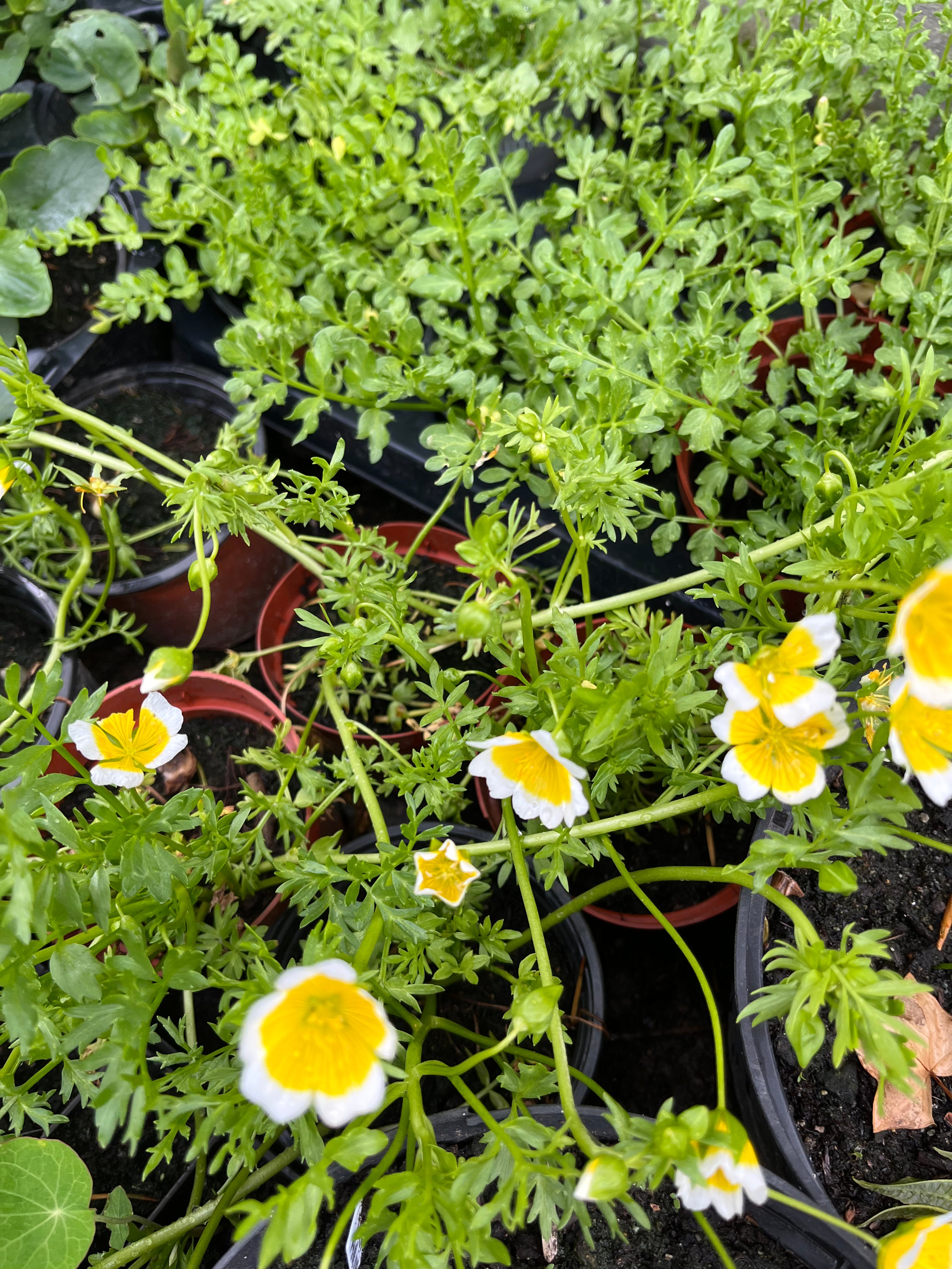 Poached Egg Plants in pots