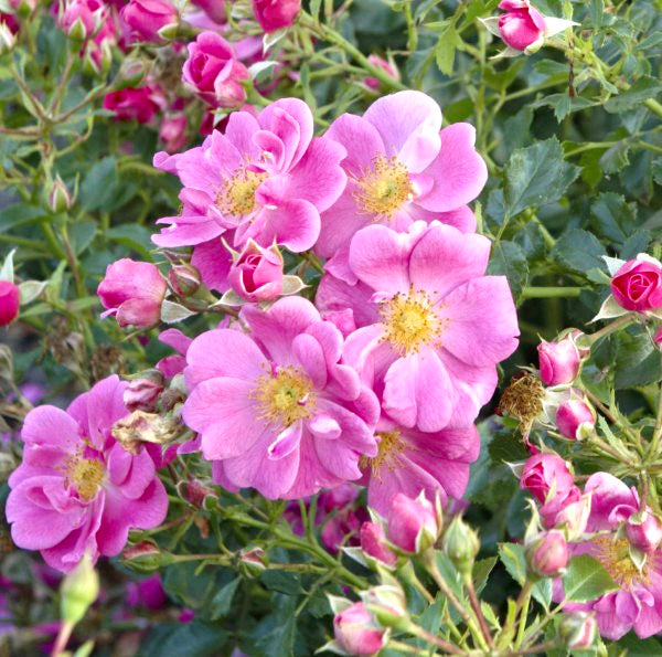 Bees Paradise Rose Pink -bare root
