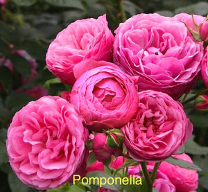 6 Flowering Floribunda Roses Special Offer bundle