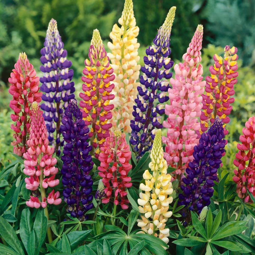 Lupin Seeds XL Packet