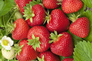 6 Strawberry Plants - Flash Sale!