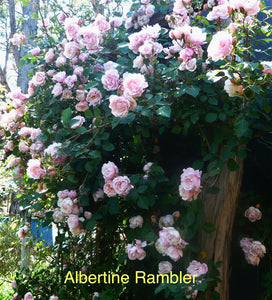 6 Rambling Roses Special Offer bundle