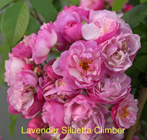 Lavender Siluetta Rambler, bare root