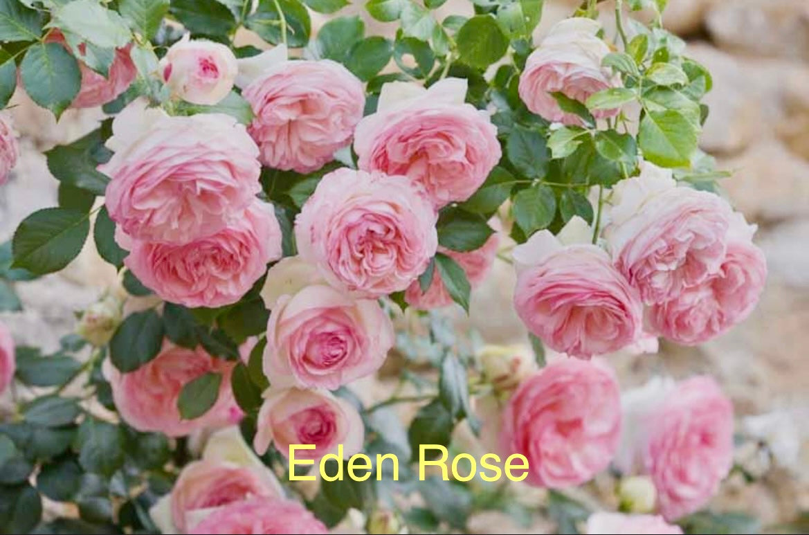 Eden Rose 85, bare root