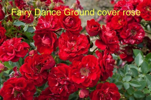 10 x  Ground Cover Roses (Customer’s Choice!)