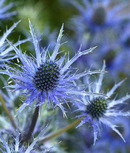 Sea Holly 400 Seeds XL Packet