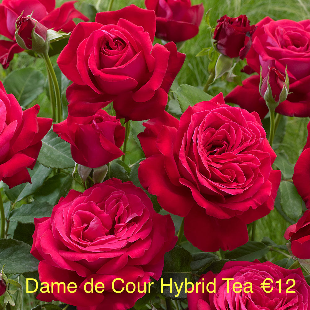 Dame de Coeur Hybrid Tea Rose