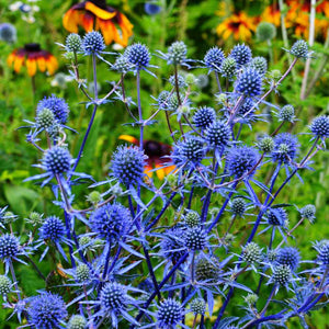 Sea Holly 400 Seeds XL Packet