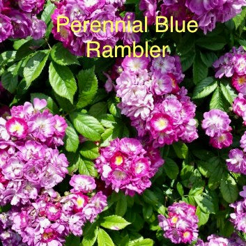 Perennial Blue Rambler, bare root