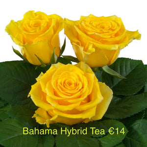 6 Hybrid Tea Roses Special Offer bundle