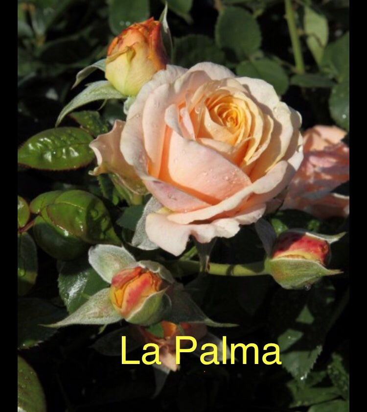 La Palma, bare root